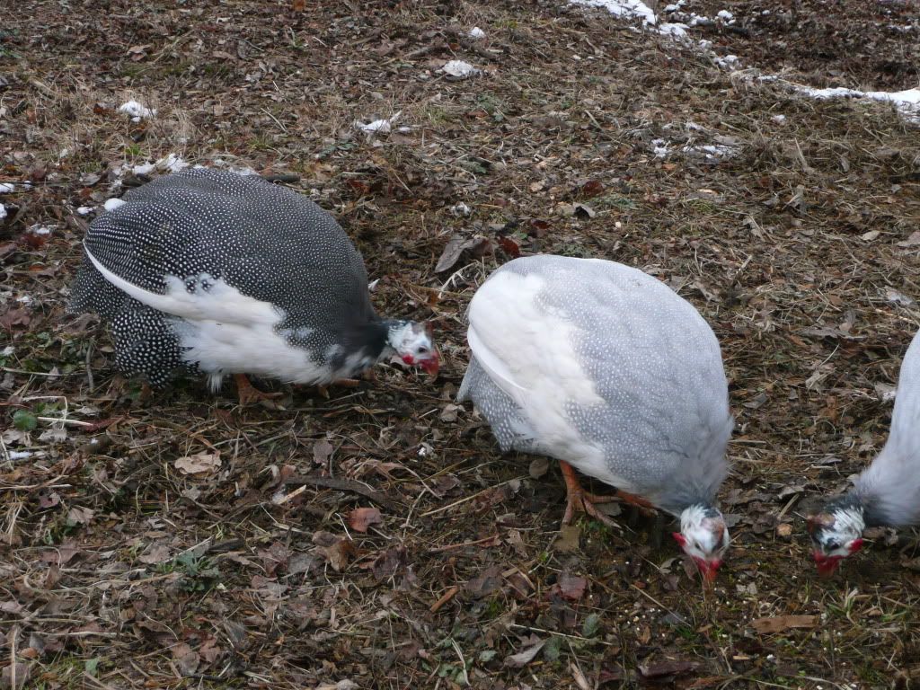 Picture004-12.jpg