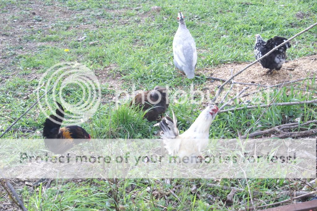 mychickens032-2.jpg