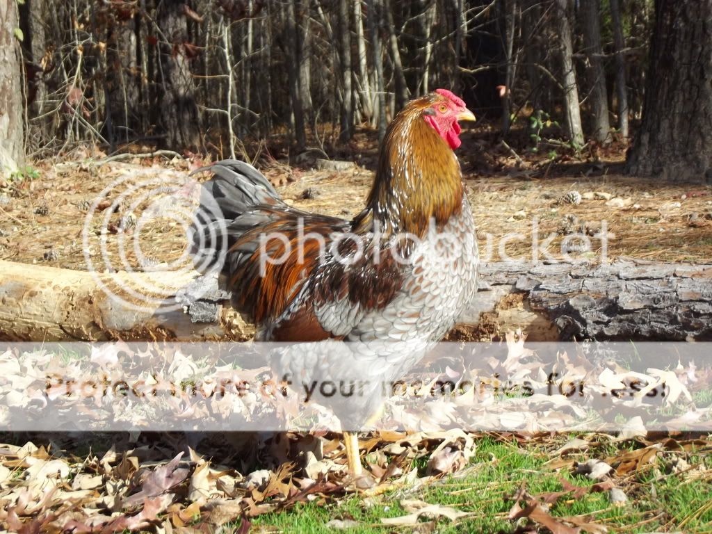 novemberchickens1127190.jpg