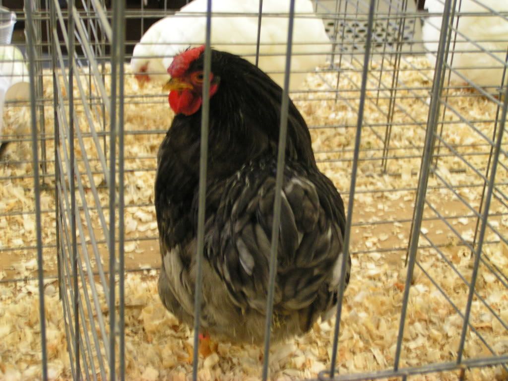 PICT0472.jpg