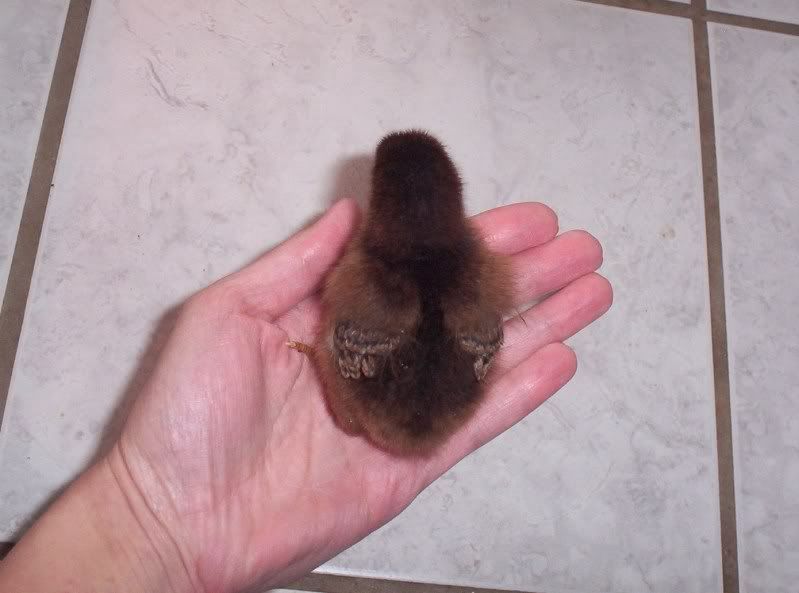 chickens006.jpg