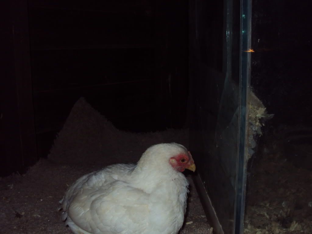 DSC00961.jpg