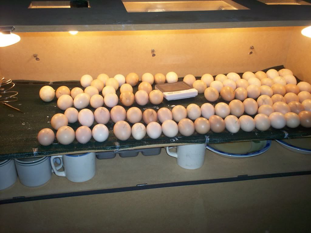 eiersoorenbroeihen001.jpg