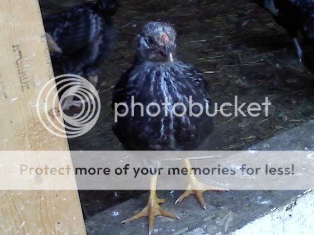 chicken1.jpg