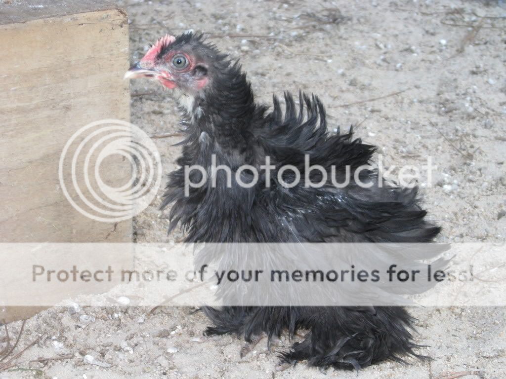 blackfrizzleroo.jpg