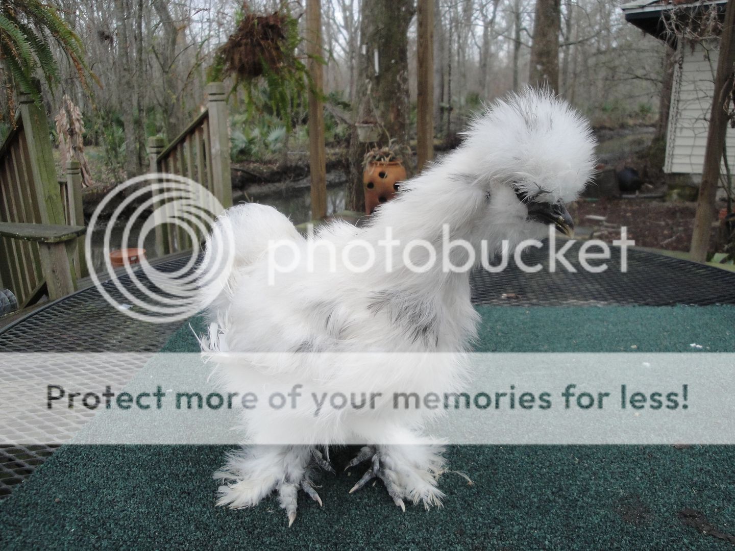 silkieandouille017.jpg