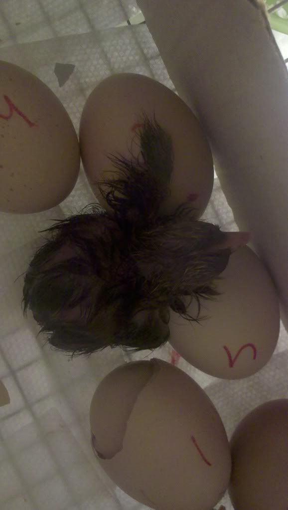 Chick42-10-11.jpg