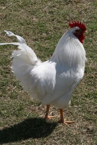 rooster.jpg