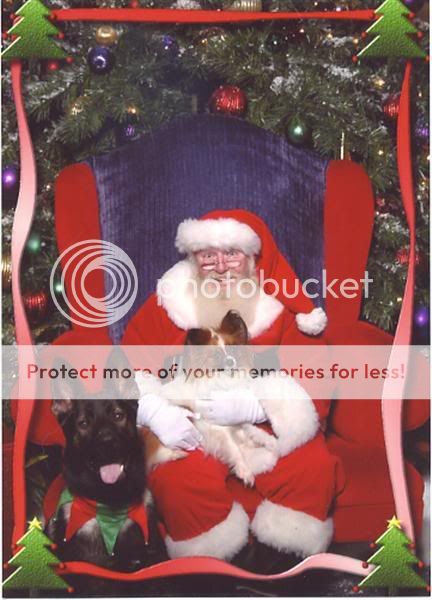 dogsxmasMedium.jpg