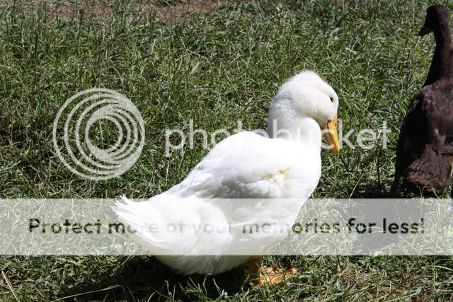ducks020-1.jpg