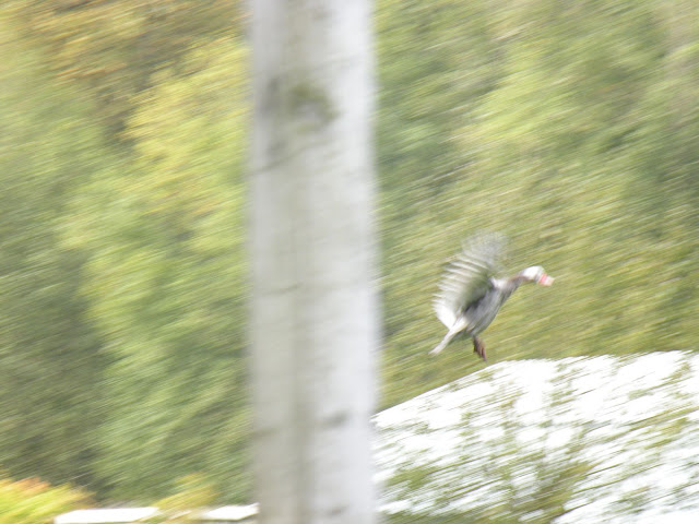 DSCN5162.JPG