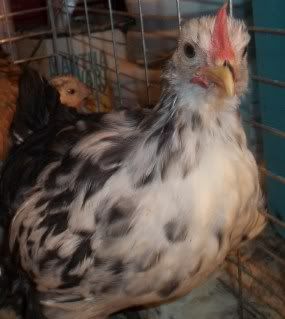Chickens1-10108.jpg