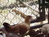 Chickens010-1.jpg