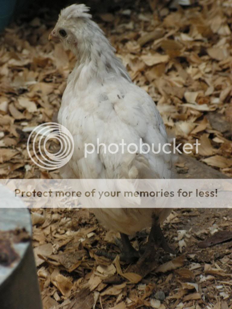 Chicks050.jpg