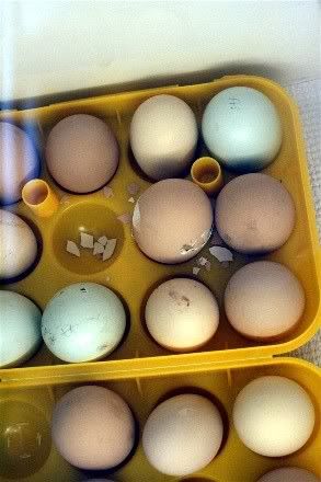 Eggs1.jpg