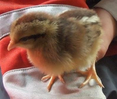 brown+leghorn.jpg
