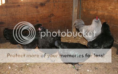 LavenderRooandblackhens.jpg