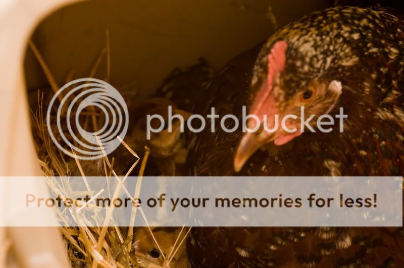 0806babychick004-1.jpg