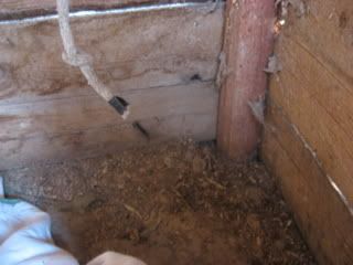 chickencoop006.jpg
