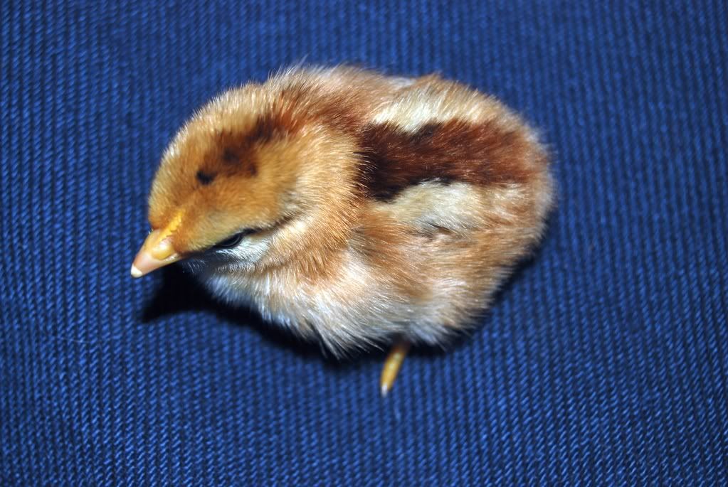 twochicks073.jpg