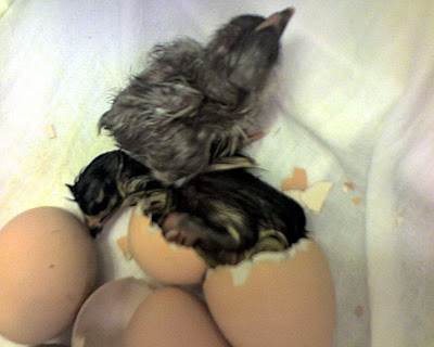 3rdChick-c.jpg