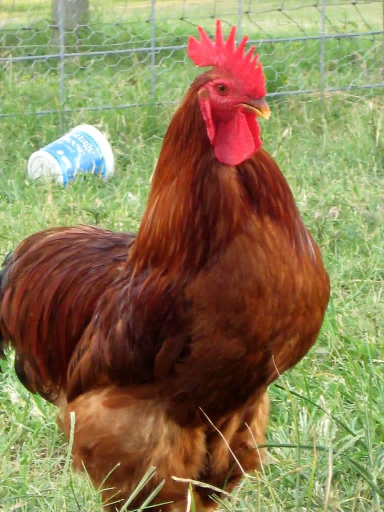 Chickens106.jpg