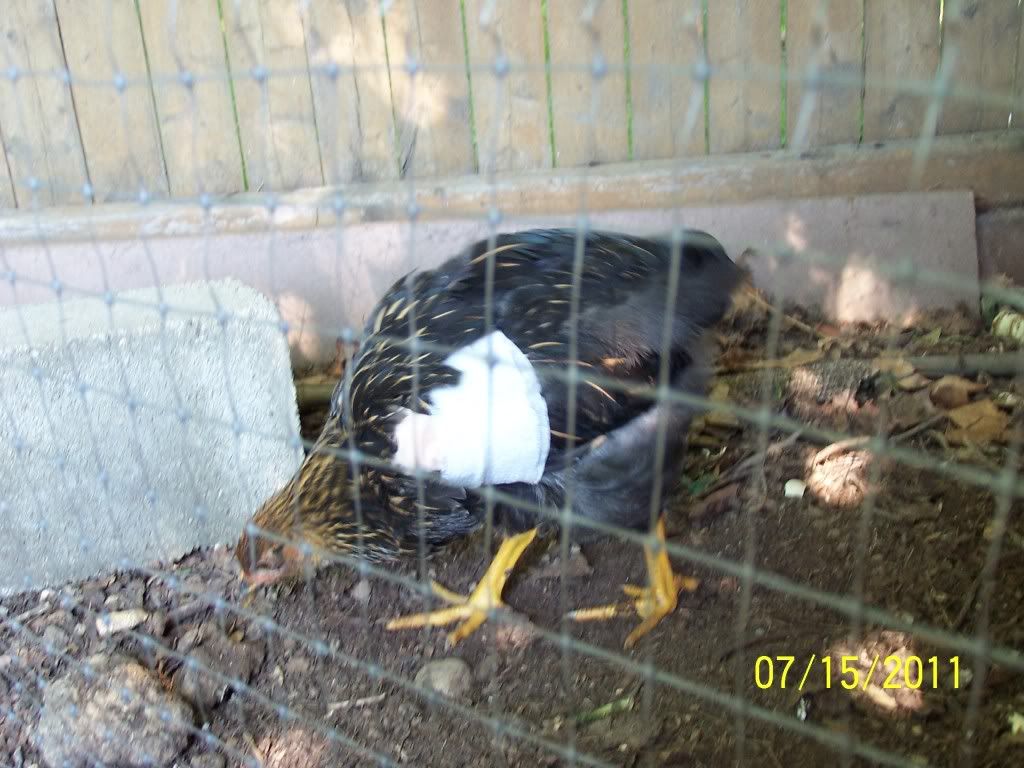 chicken002.jpg