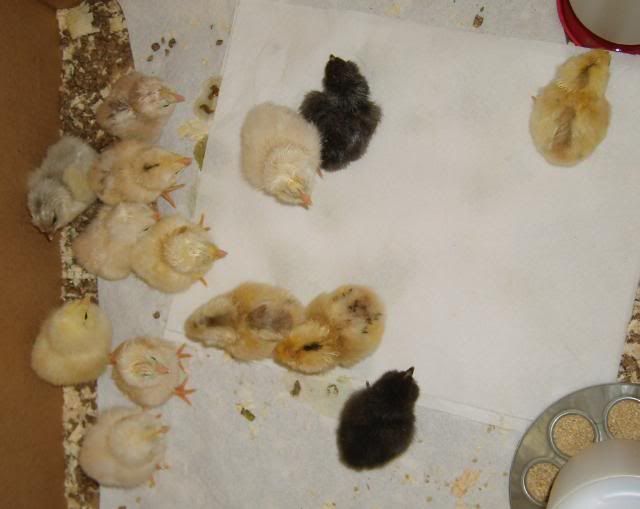 newchicks005-1.jpg