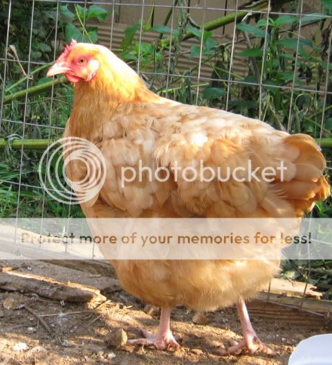 struttinitbluebell.jpg