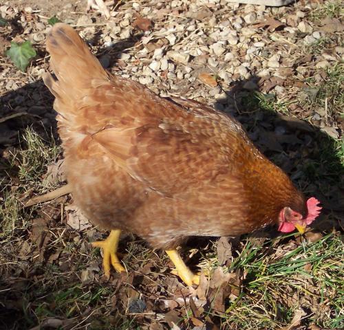 200x200px-ZC-f484c0e8_13371_rhodebar_hen.jpeg