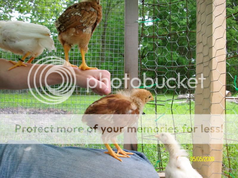 Chicksday25007.jpg