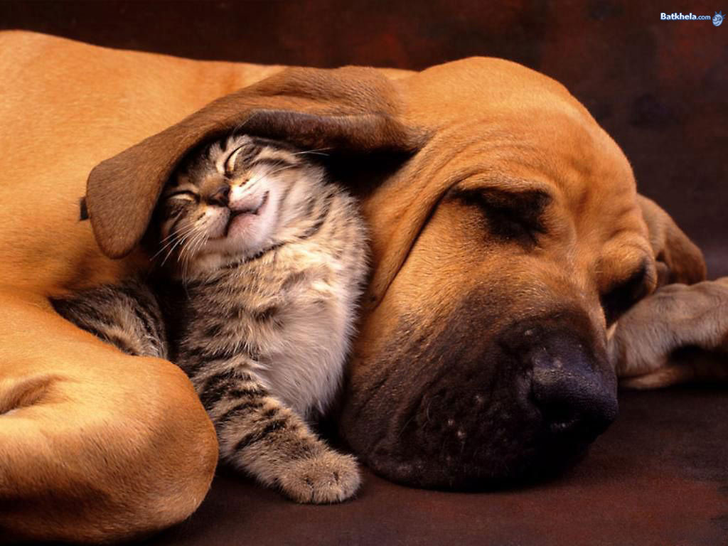 so-freakin-cute--cats-248624_1024_768.jpg