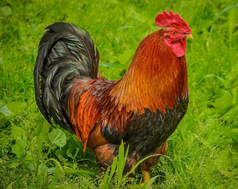 Welsummer-Rooster.jpg
