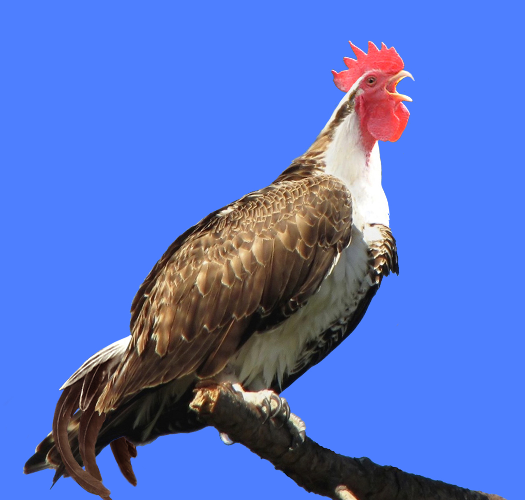chickenhawk.jpg