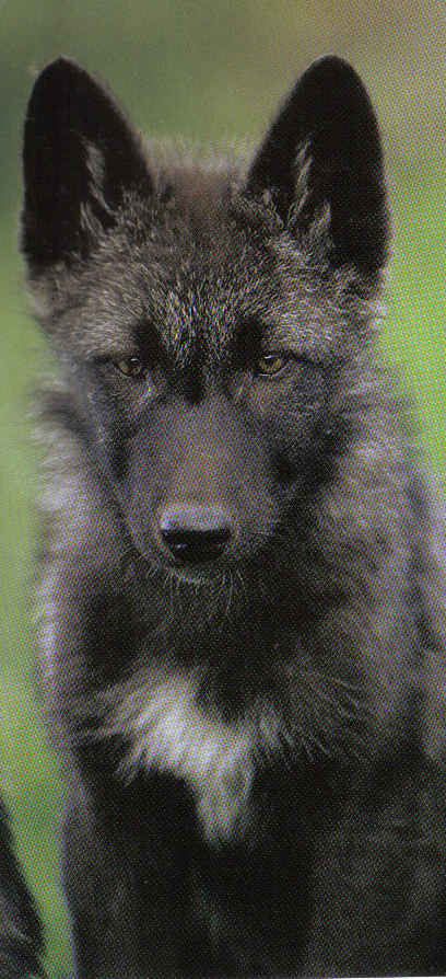 black-wolf-pup.jpg