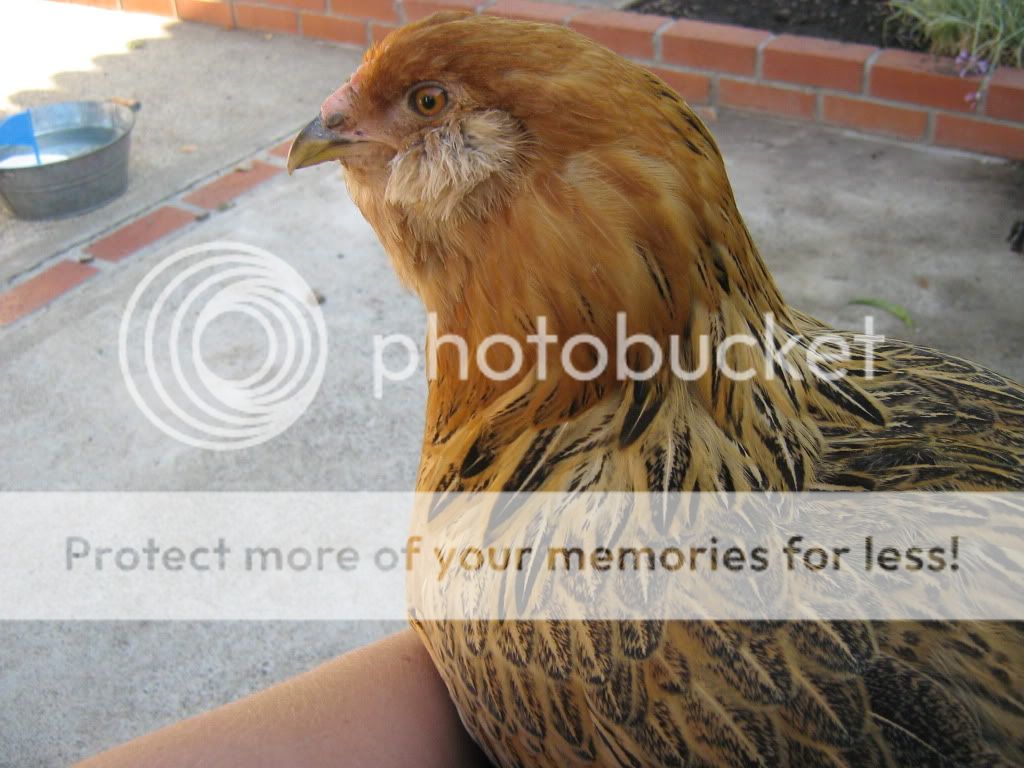NewChickensAugust10th2010025.jpg