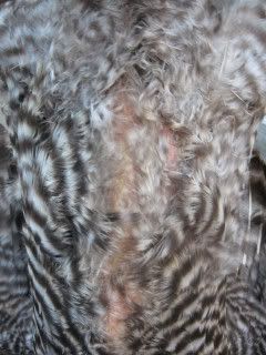 100_1278.jpg