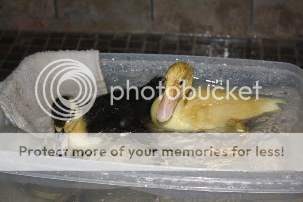 duckies016.jpg