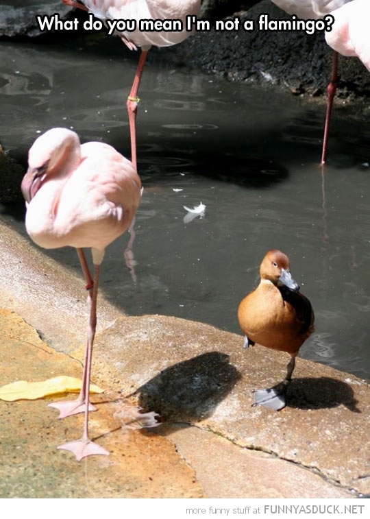 funny-pictures-flamingo-duck.jpg