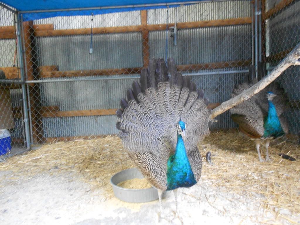 DSCN0204.jpg