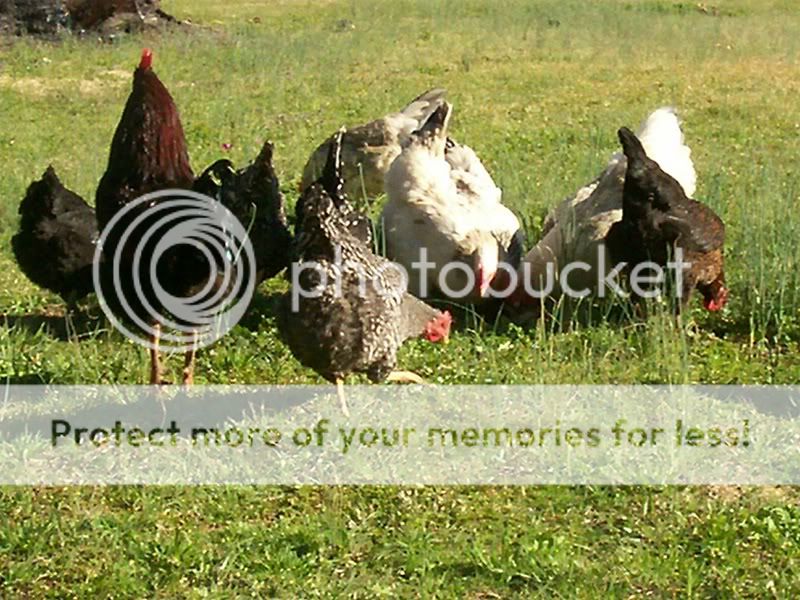 freerangechickens003.jpg