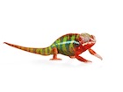 buy-panther-chameleon.jpg