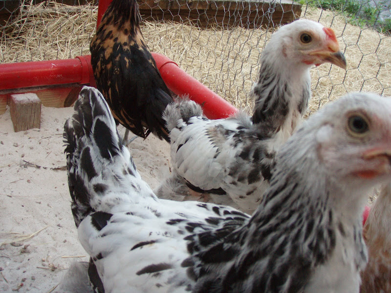 Chickens%20007.JPG