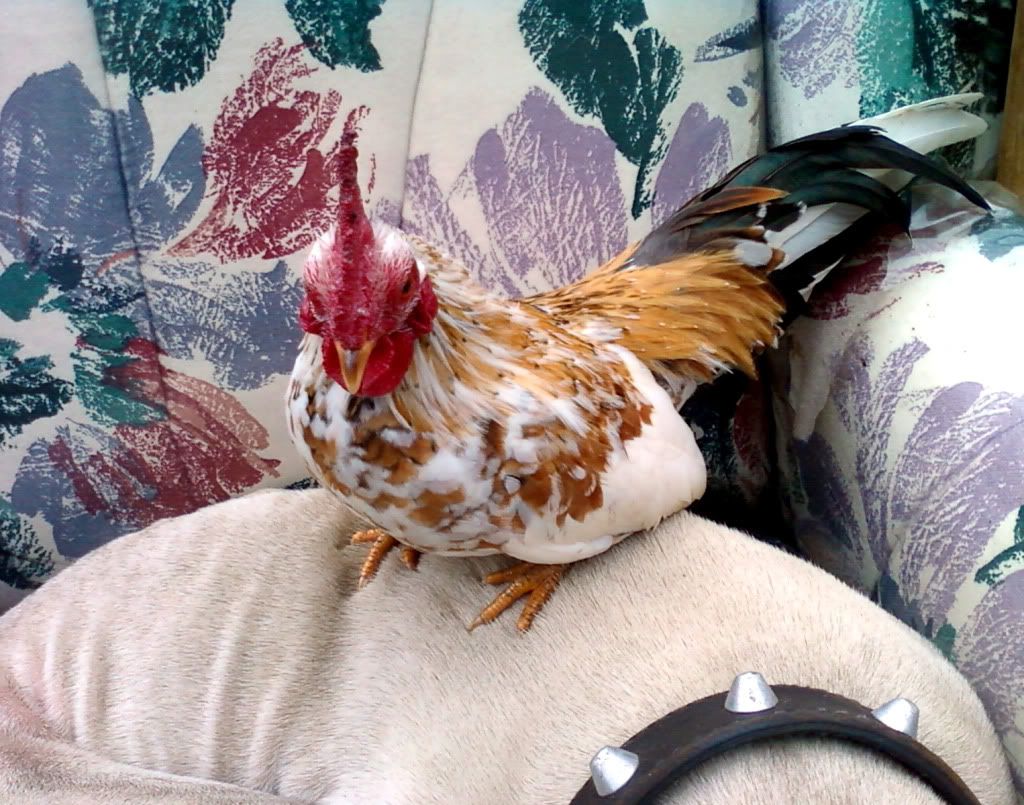 Photo0419.jpg