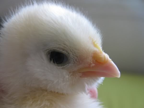 chix11.jpg