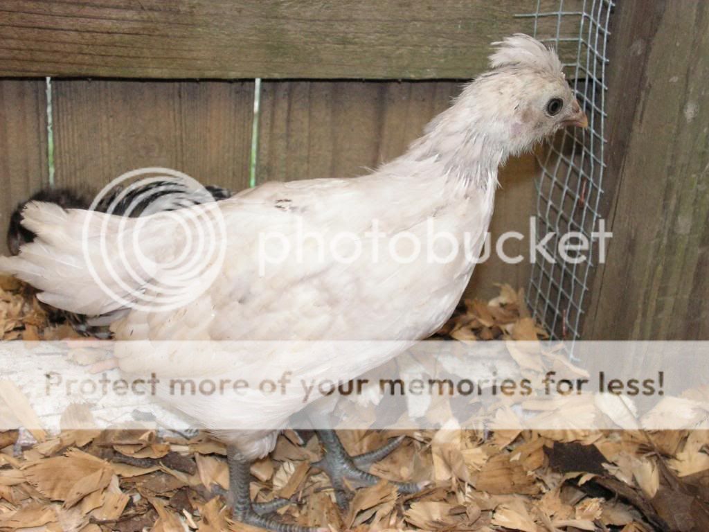 Chicks023.jpg