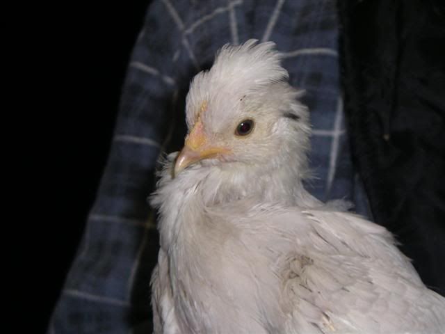 Picture011Small-1.jpg