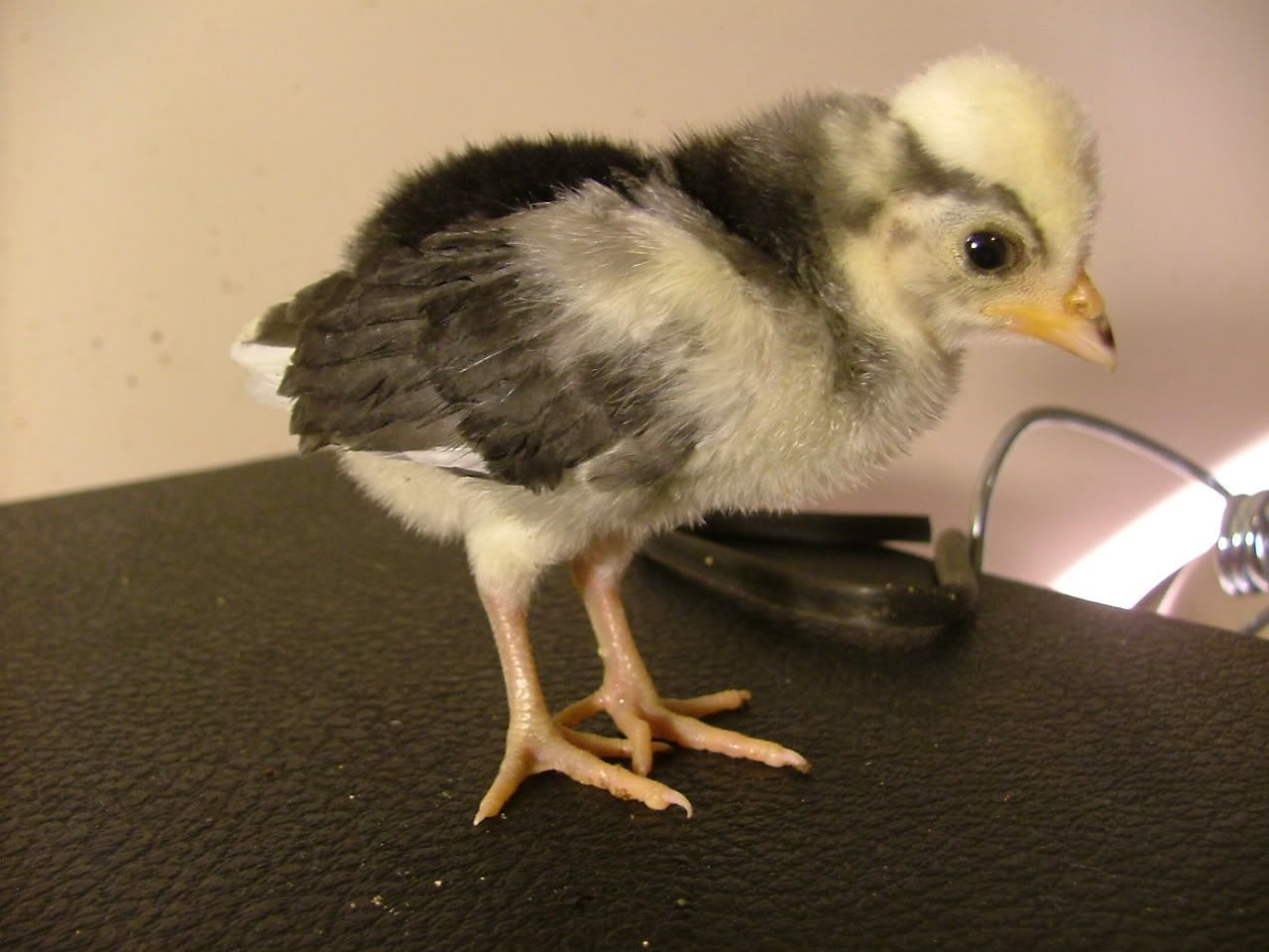 DSCF4532.jpg