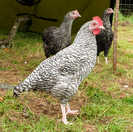 cuckoo_maran.3.jpg