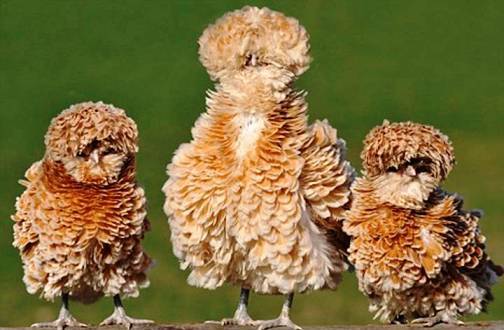 8.-The-Frizzle.jpg